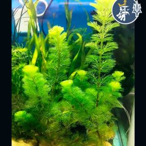 Ambulia (Limnophila sessiliflora) (1tallo)