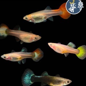 Guppy Comercial