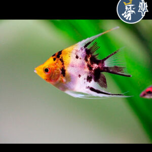 Escalar Red Devil KOI (Ancla 1.5-2cm)