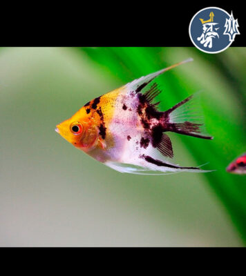Escalar Red Devil KOI (Ancla 5-5.5cm)