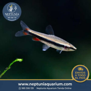 Nannostomus Trifasciatus