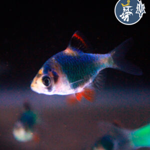 Barbo Tetrazona Verde (2.5cm)