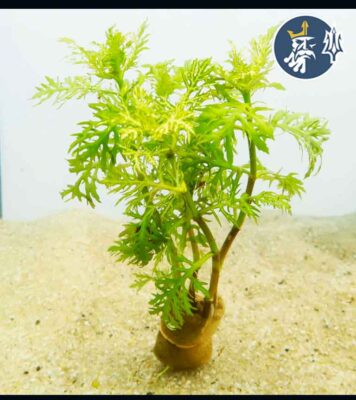 Hygrophila Difformis Variegated  (1 tallo en vaso)