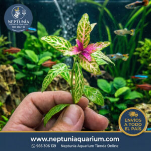 Hygrophila polysperma 'Rosanervig' (1 tallo)