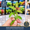 Hygrophila polysperma 'Rosanervig' (12-14cm - 1 tallo)