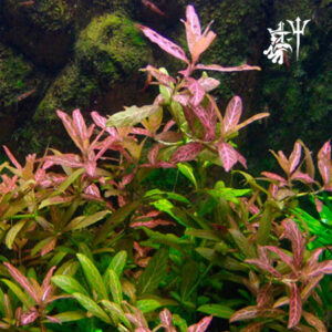 Hygrophila polysperma 'Rosanervig' (1 tallo)