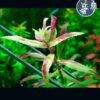Limnophila Belem (1 tallo)