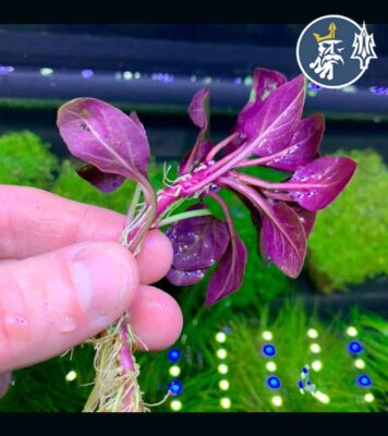 Lobelia Cardinalis (1 tallo en vaso)