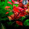 Ludwigia Red Diamond (1 tallo)