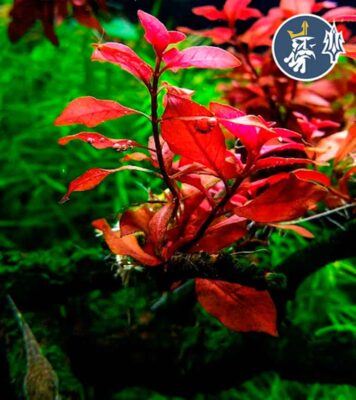 Ludwigia Red Diamond (1 tallo en vaso)