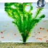 Planta Elodea (media docena)