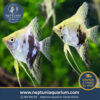 Escalar Pinoy Blue (Ancla 3-4cm)