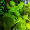 Limnophila Rugosa (1 tallo)