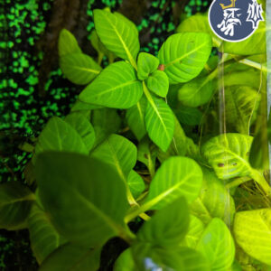 Limnophila Rugosa (1 tallo)
