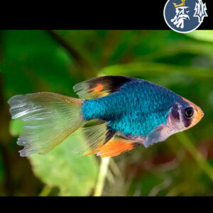 Barbo Tetrazona Verde Velo (2.5-3cm)
