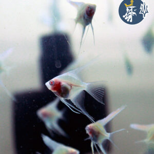 Escalar Albino (Ancla 2-3cm)