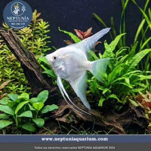 Escalar Albino (Ancla 2-3cm)