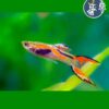 Guppy Endler (Macho o Hembra)