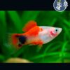 Platy Mickey Mouse (1-1.5cm)