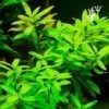 Hygrophila polysperma (1 tallo)