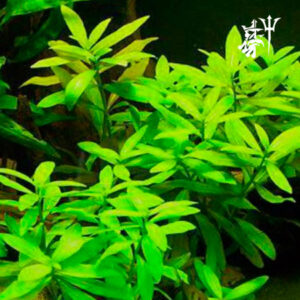 Hygrophila Polysperma (1 tallo)