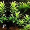 Hygrophila Angustifolia (1 tallo)
