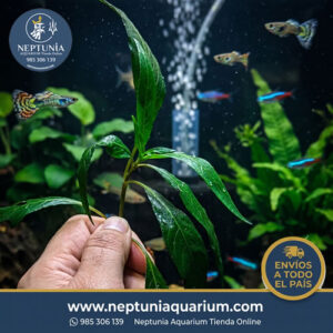 Hygrophila Angustifolia (1 tallo)