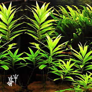 Hygrphila Angustifolia (1 tallo)
