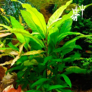 Hygrophila Corymbosa (1 tallo)