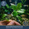 Hygrophila Corymbosa (1 tallo)