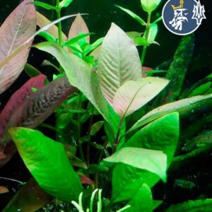 Hygrophila Corymbosa (1 tallo)