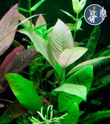 Hygrophila Mini Corymbosa (1 tallo - En vaso)