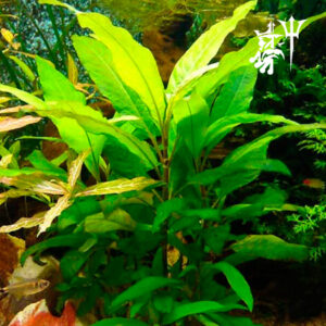 Hygrphila Corymbosa (1 tallo)