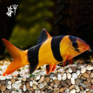 Locha Payaso (5-7cm)