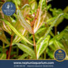 Shinnerdia Rivularis Weiss-Grun (1 tallo)