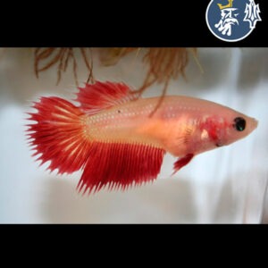 Betta Butterfly (hembra)