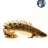 Bichir Delhezi (5-7cm)