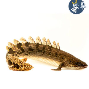 Bichir Delhezi (5-7cm)