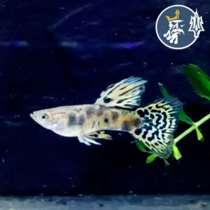 Guppy Tiger Yellow (Pareja)