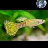 Guppy Snakeskin Gold (Pareja)