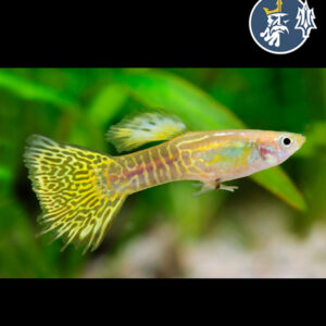 Guppy Snakeskin Gold (Pareja)