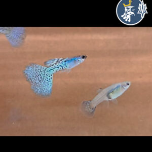 Guppy Metal Blue Lace (Pareja)