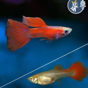 Guppys Red (Pareja)