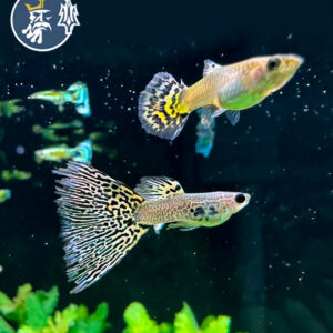 Guppy Tiger Yellow