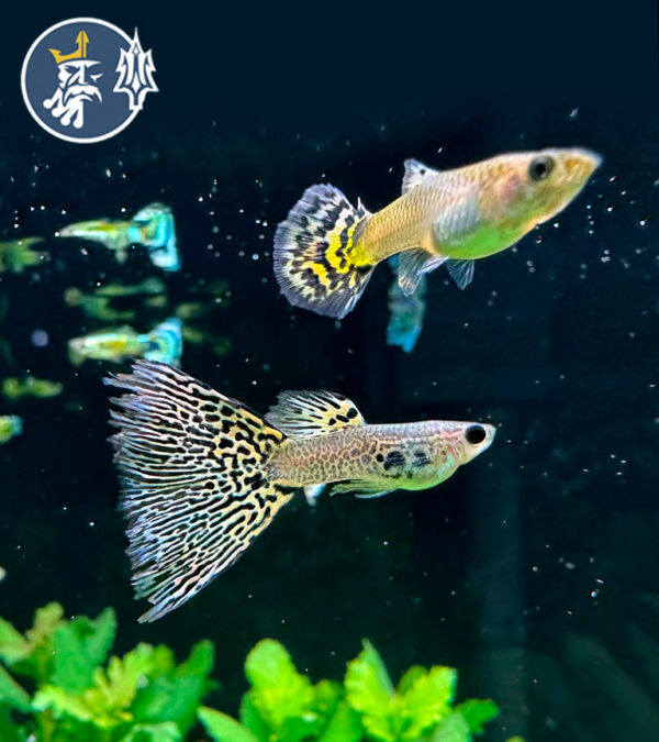 Guppy Tiger Yellow