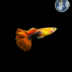 Guppy Tuxedo Golden (pareja)