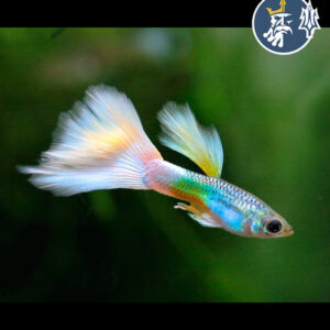 Guppy Platinum