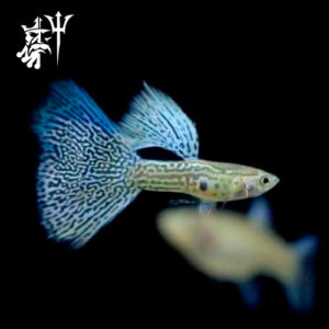Guppy Mosaico White (Pareja)