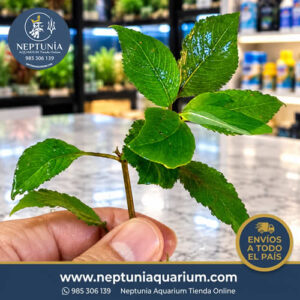 Hygrophila Corymbosa (10-13cm - 1 tallo)