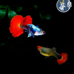 Guppy Koi PlatinumRed Tail Big Ears (Pareja)
